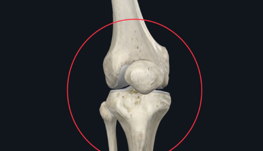 膝の構造（骨）