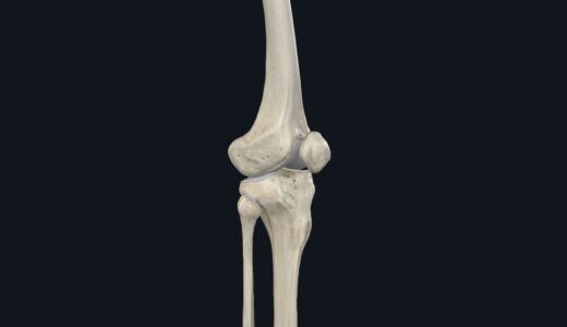 膝の構造（筋肉）